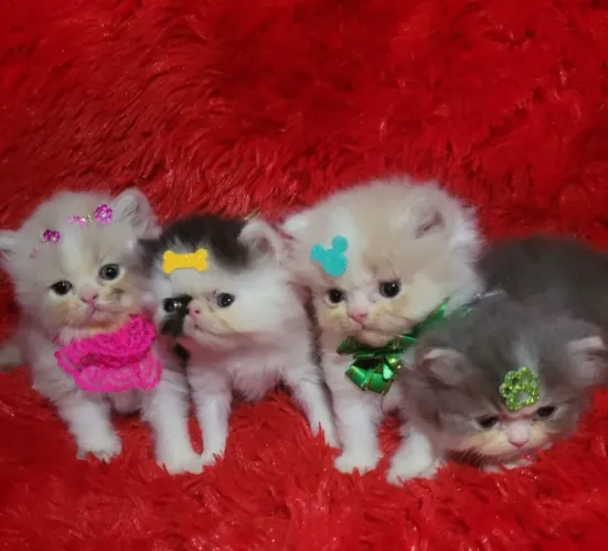 Vendo lindos filhotes de gatos persa