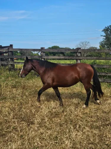 Cavalo Égua Criola