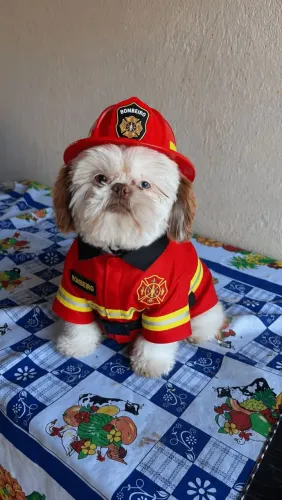 Shitzu disponível para venda 