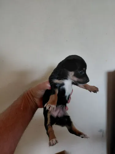 Pinscher macho