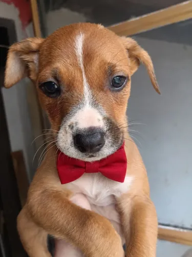 Cachorro