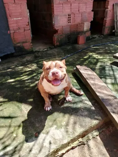 PIT BUL AMECICA BULLYING.