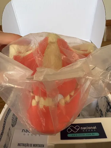 modelo anatômico odontológico da Nacional Ossos