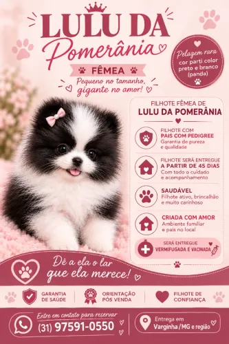 Filhote Lulu da Pomerânia