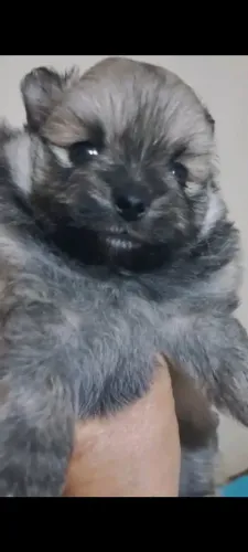 Duas Princesinhas Spitz Alemão Laranja Estão Esperando por Você!