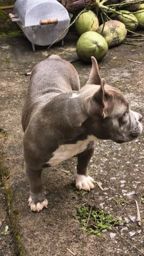 American Bully Micro