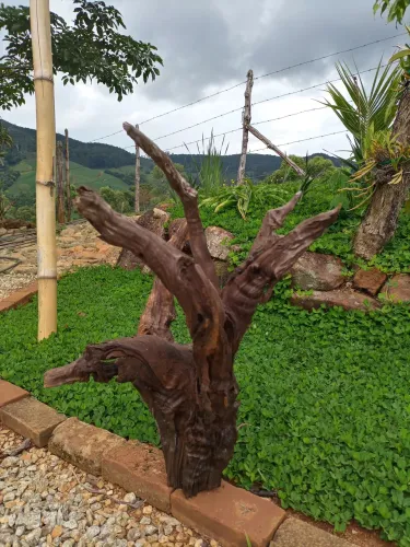 Raiz grande e natural para Decoração de aquário, terrários e ambientes.