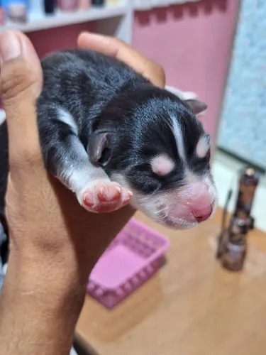 FILHOTE DE MALAMUTE DO ALASCA COM HUSKY SIBERIANO