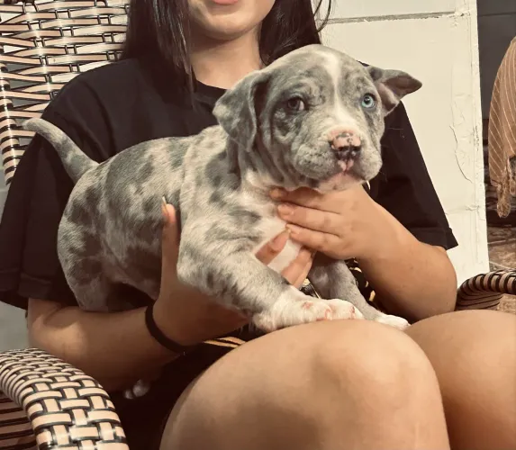 American bully micro, blue merle