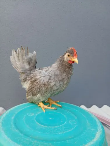 Galo Ganize nagazaki novo 