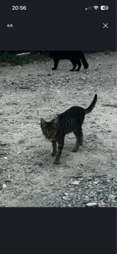 Gato filhote Macho para doação 