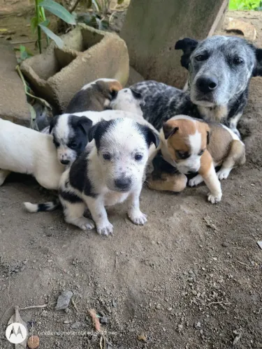 Doação de filhotes de cachorro