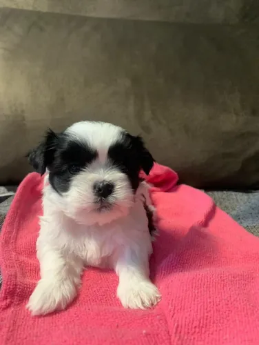Filhote shih tzu, Seu novo parceiro de aventuras está aqui!