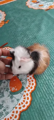 Animal de instituições 