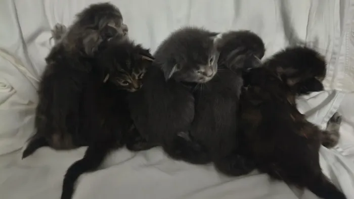Filhote de Maine Coon 