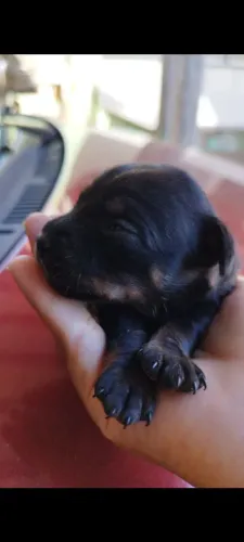 ? ? Pinscher 2 - Filhotes Lindos | Macho e Fêmea Disponíveis!