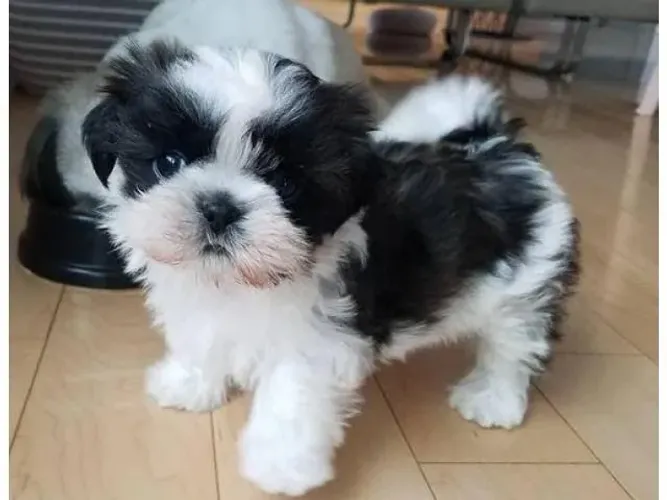 Lindo machinho de Shitzu branco com preto  fuço zero  promoção 