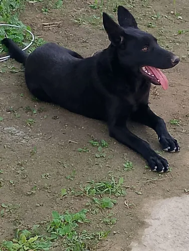 Pastor alemão com Malinois