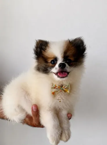 Spitz alemão