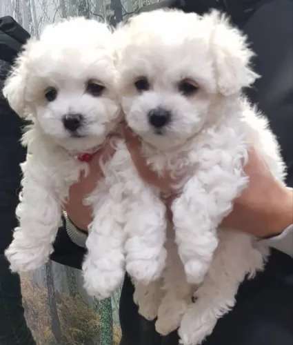 Poodle filhote disponivel