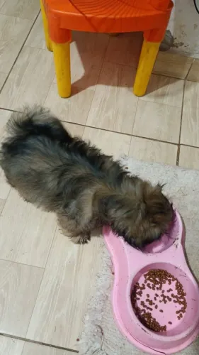 Shitzu Mini
