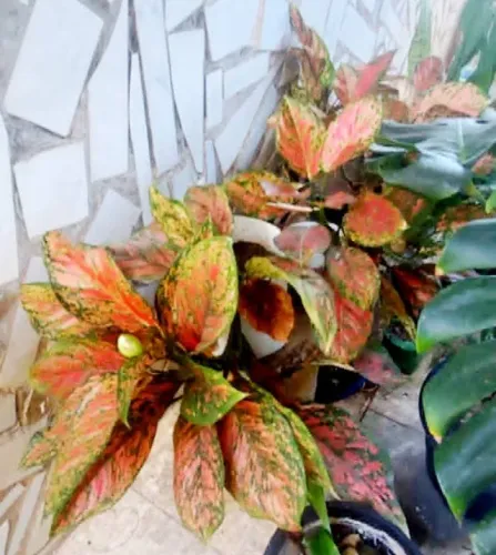 Plantas Ornamentais Venda urgente (Preciso desocupar o espaço)