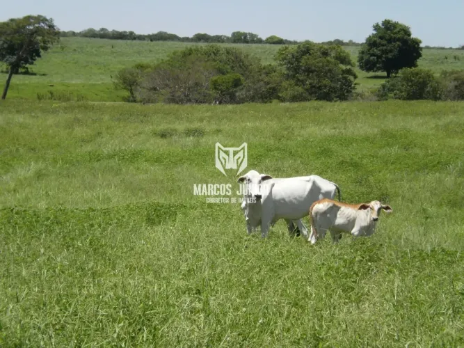GRANDE FAZENDA NO NORTE DE MINAS PARA PECUARIA DE 8 MIL HA BEM FOMADA E COM RIO
