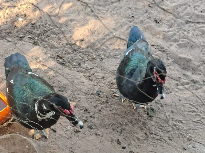 Vende se patos