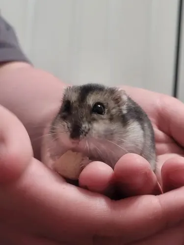 Hamster anão completo 