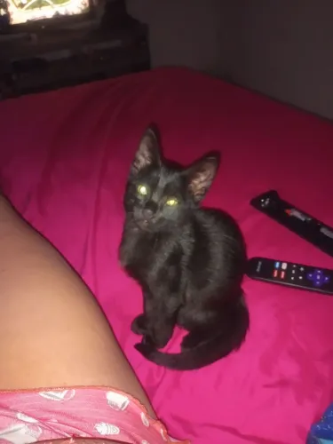 Gatinho para adoção 