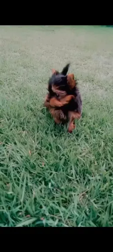 Bebê Yorkshire macho a venda