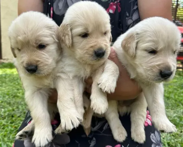 Golden Retriever,Golden Retriever Filhote com Estrutura Perfeita e Jeito Amável
