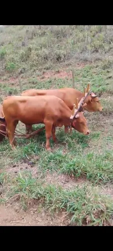 Bois carreiros, caracu, carro de boi, canga,