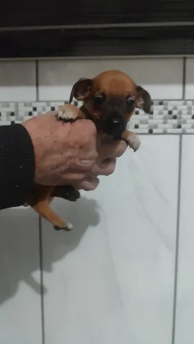 Filhote pinscher