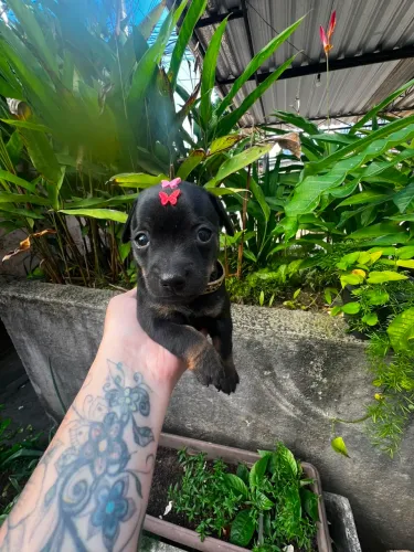 Pinscher fêmea