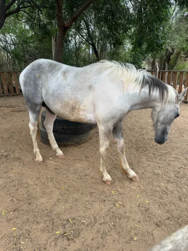 Cavalo novo