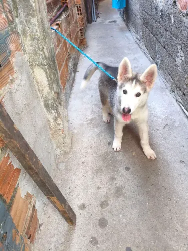 Filhote Husky Siberiano