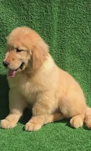 GOLDEN RETRIVER ESTILO EUROPEU 3000