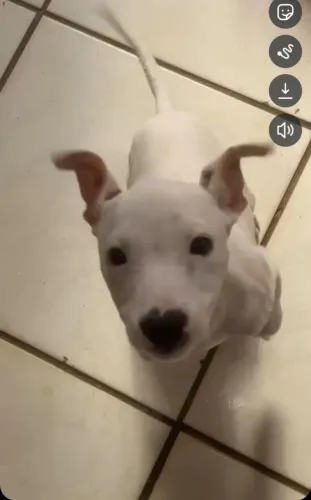 Dogo argentino