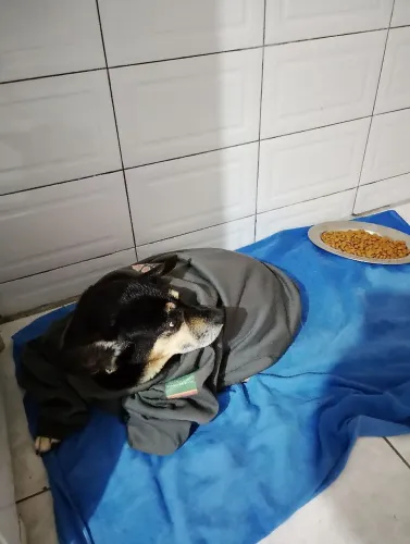 Cachorro abandonado para adoção.