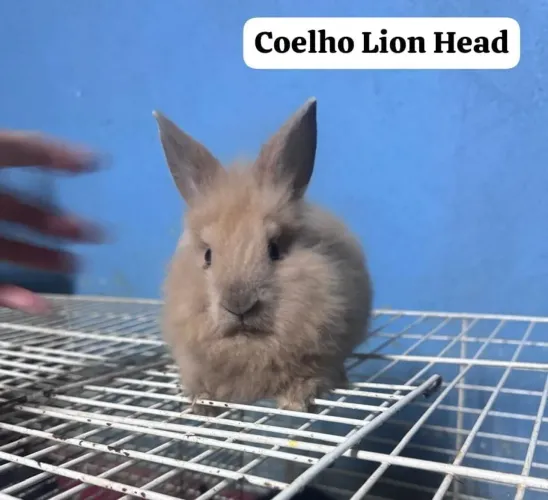 Coelhos mini lion head