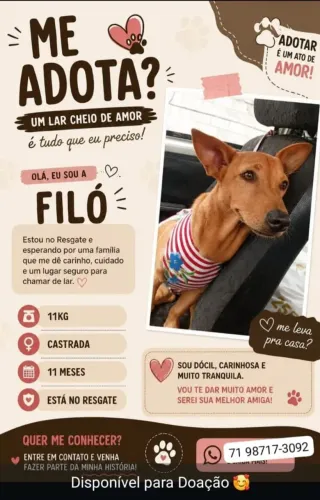 Cachorrinha 