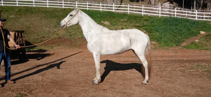 Cavalo Magalarga machador