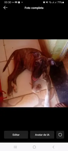 Cachorro pra Doação 