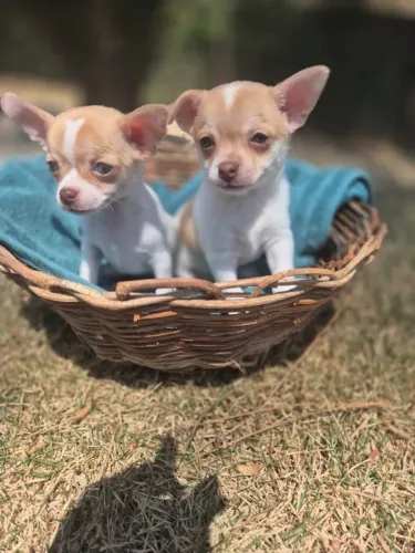 Chihuahua Pelo Curto Filhote com Contrato e Segurança