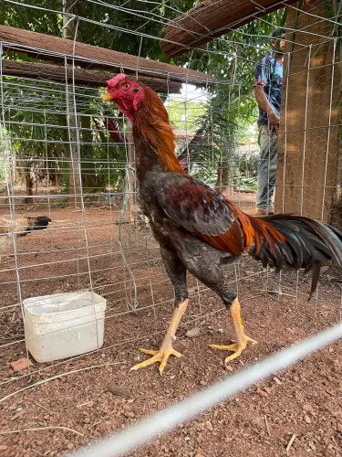 Frango índio mura 