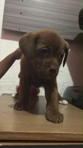 Labrador fêmea 