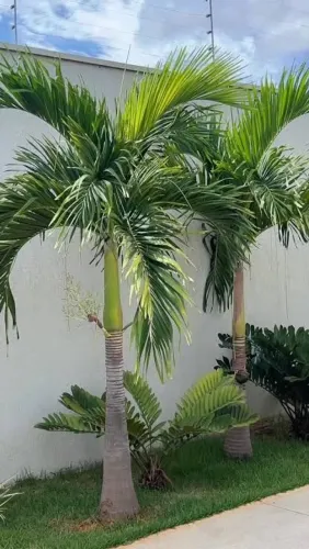 Palmeira