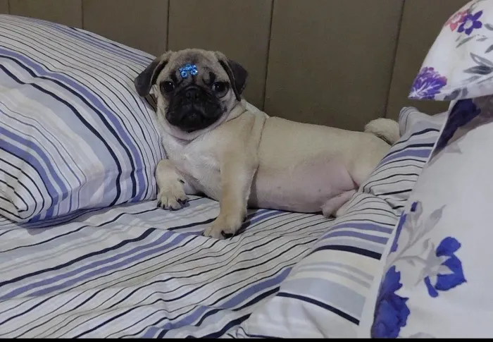 Pug abricot