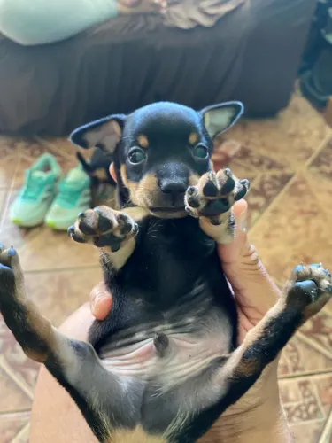 Filhotes de Pinscher